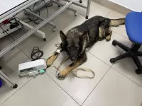 Андрей Степанов, изображение к комментарию.